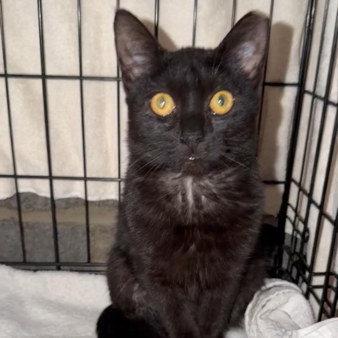 Penny, a ADOPTABLE Domestic Short Hair in Clifton, NJ image 2/2