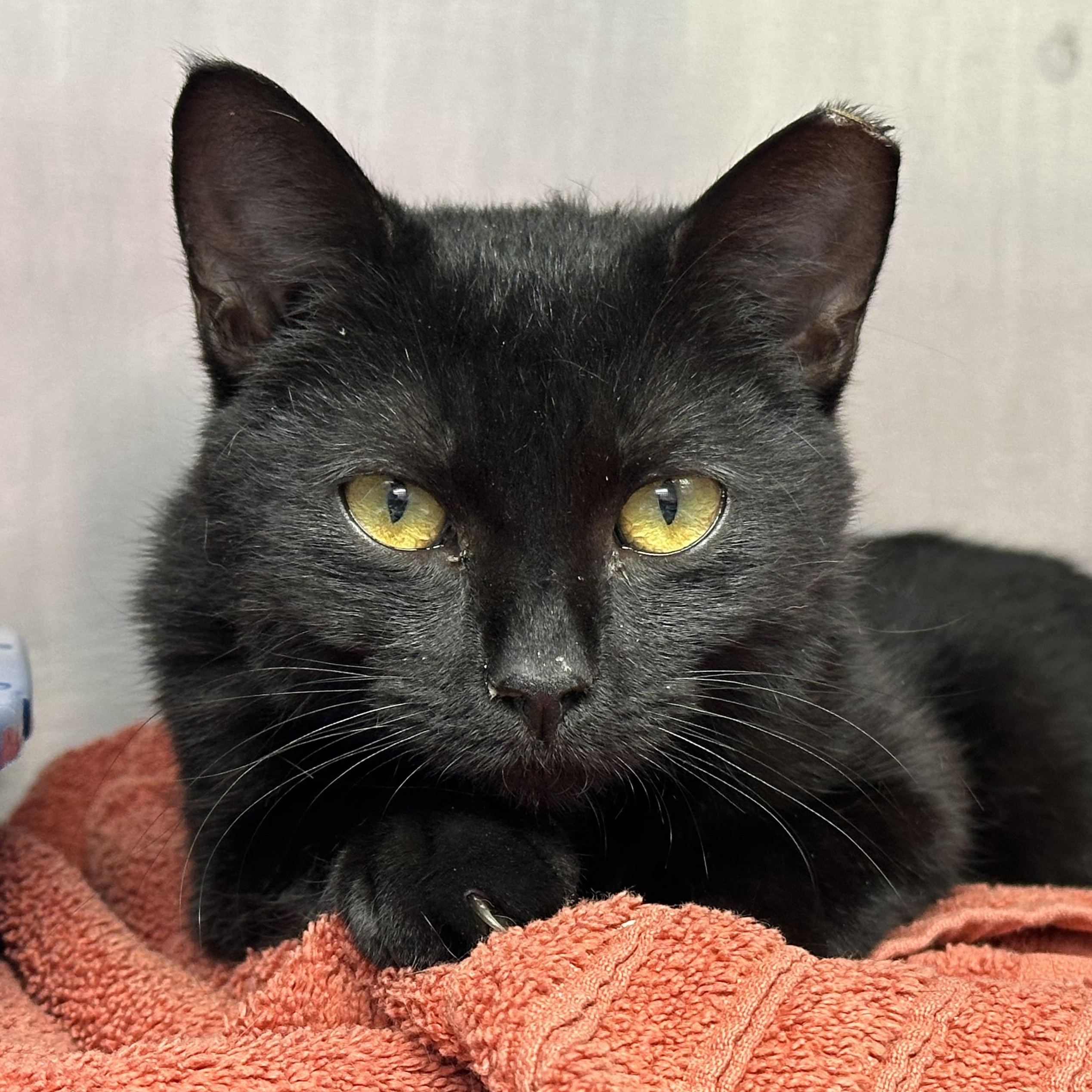 Penny, ADOPTABLE, Young Female Domestic Short Hair.