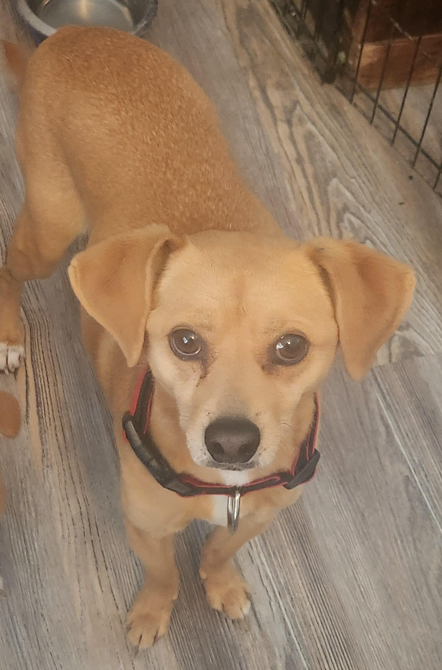 Louie photo 1