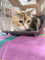 Enlarge Muffin, a Adoptable Domestic Short Hair in Denton, TX image 1/1
