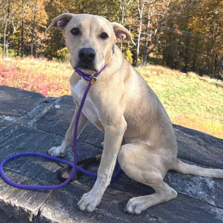 Loki, Adoptable, Young Female Labrador Retriever & Boxer.