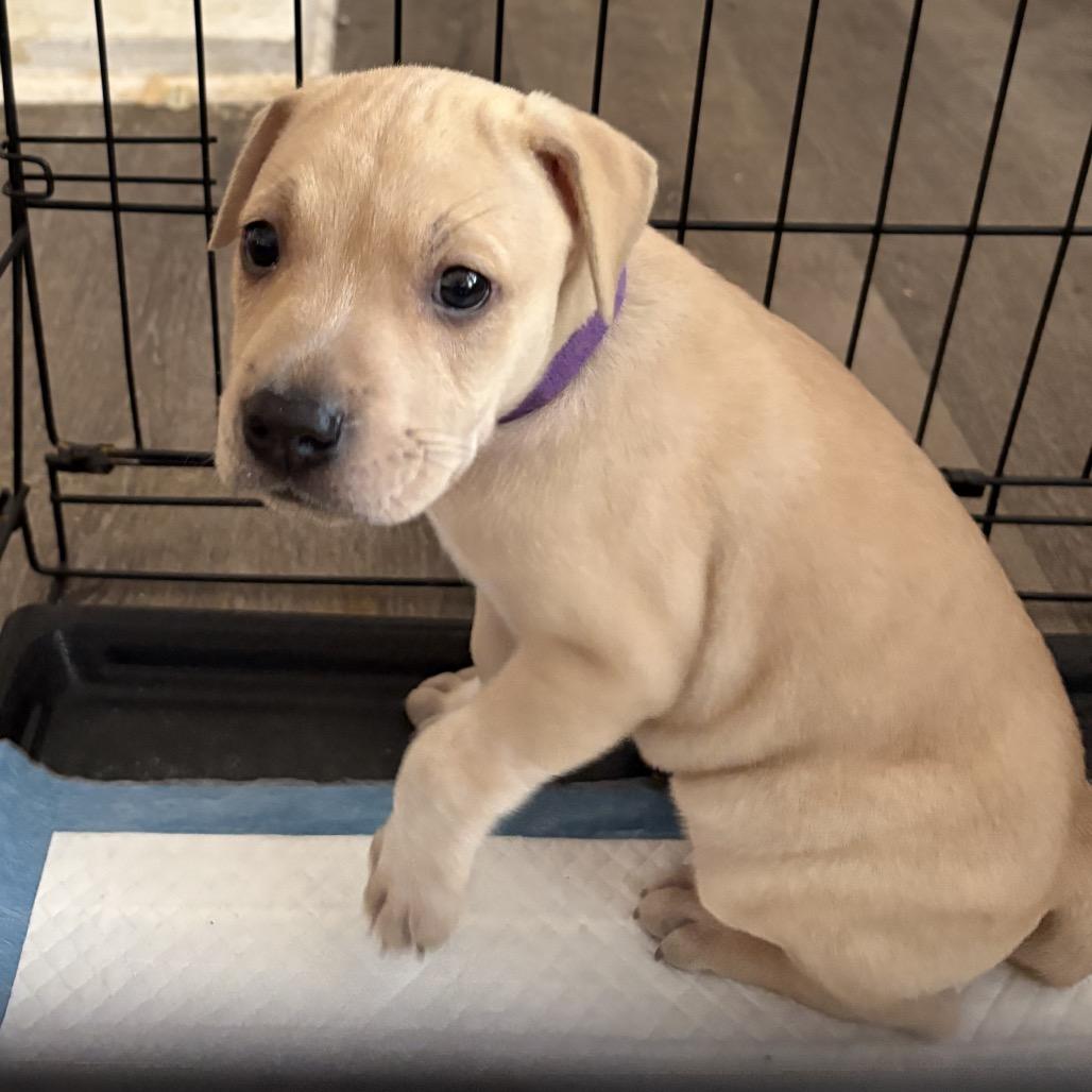 Enlarge Loki, a Adoptable mixed breed in Warwick, RI image 2/6