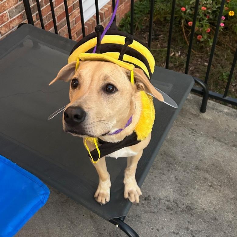 Enlarge Loki, a Adoptable mixed breed in Warwick, RI image 5/6