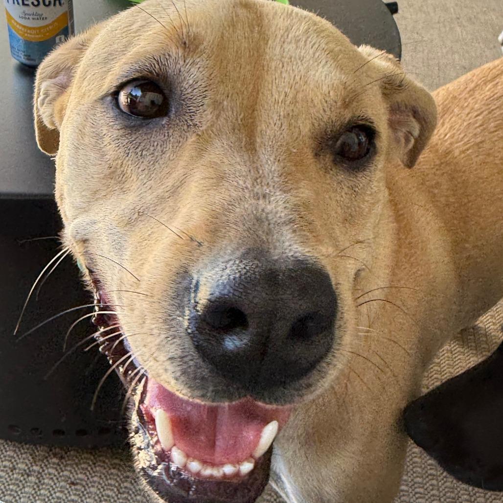 Enlarge Loki, a Adoptable mixed breed in Warwick, RI image 6/6
