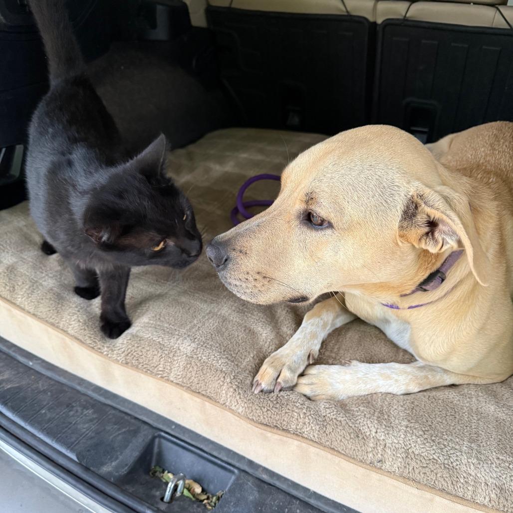 Enlarge Loki, a Adoptable mixed breed in Warwick, RI image 4/6