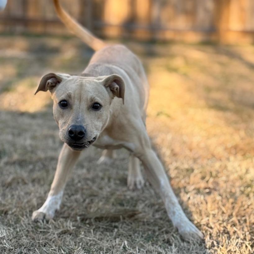 Enlarge Loki, a Adoptable mixed breed in Warwick, RI image 3/6
