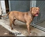 Harper, Adoptable, Adult Male Pit Bull Terrier.
