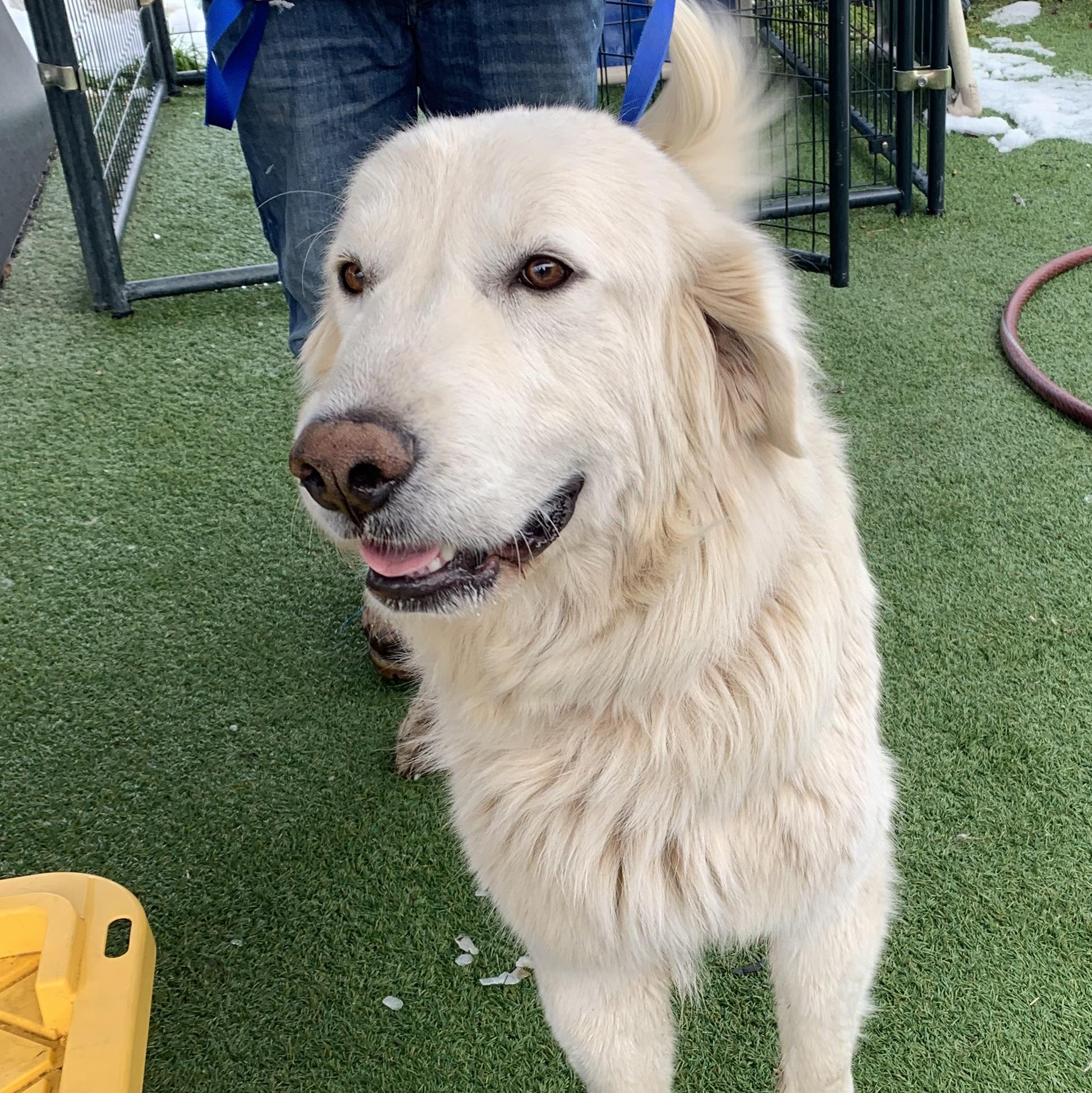 Tumbleweed, adopted, Adult Female Great Pyrenees.