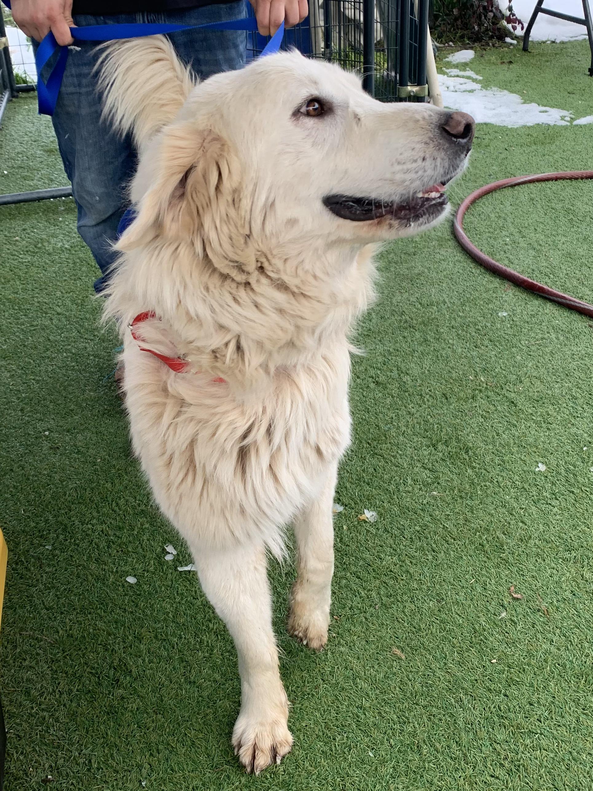 Enlarge Tumbleweed, an adopted Great Pyrenees in Grass Valley, CA image 4/4