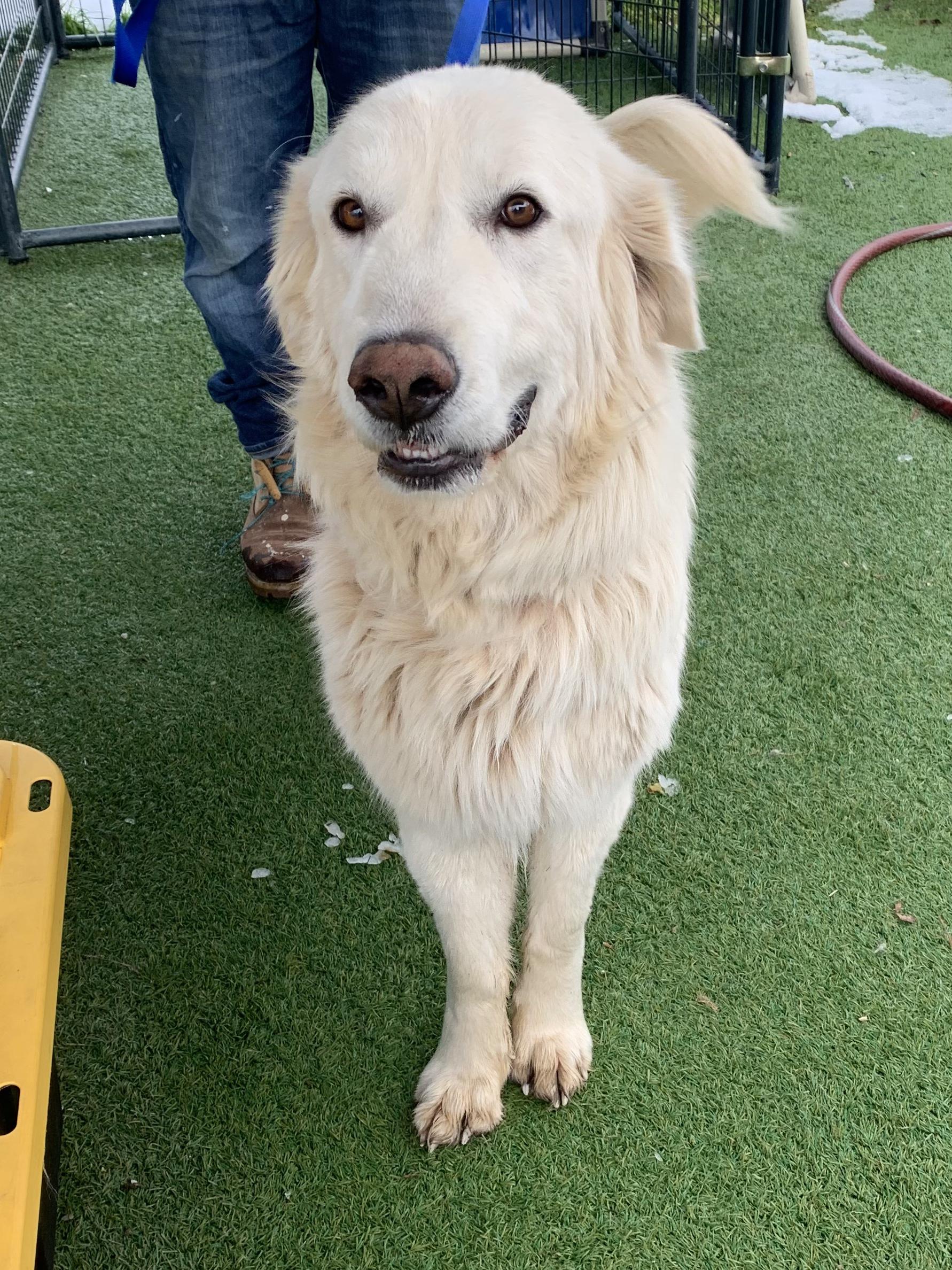 Enlarge Tumbleweed, an adopted Great Pyrenees in Grass Valley, CA image 2/4