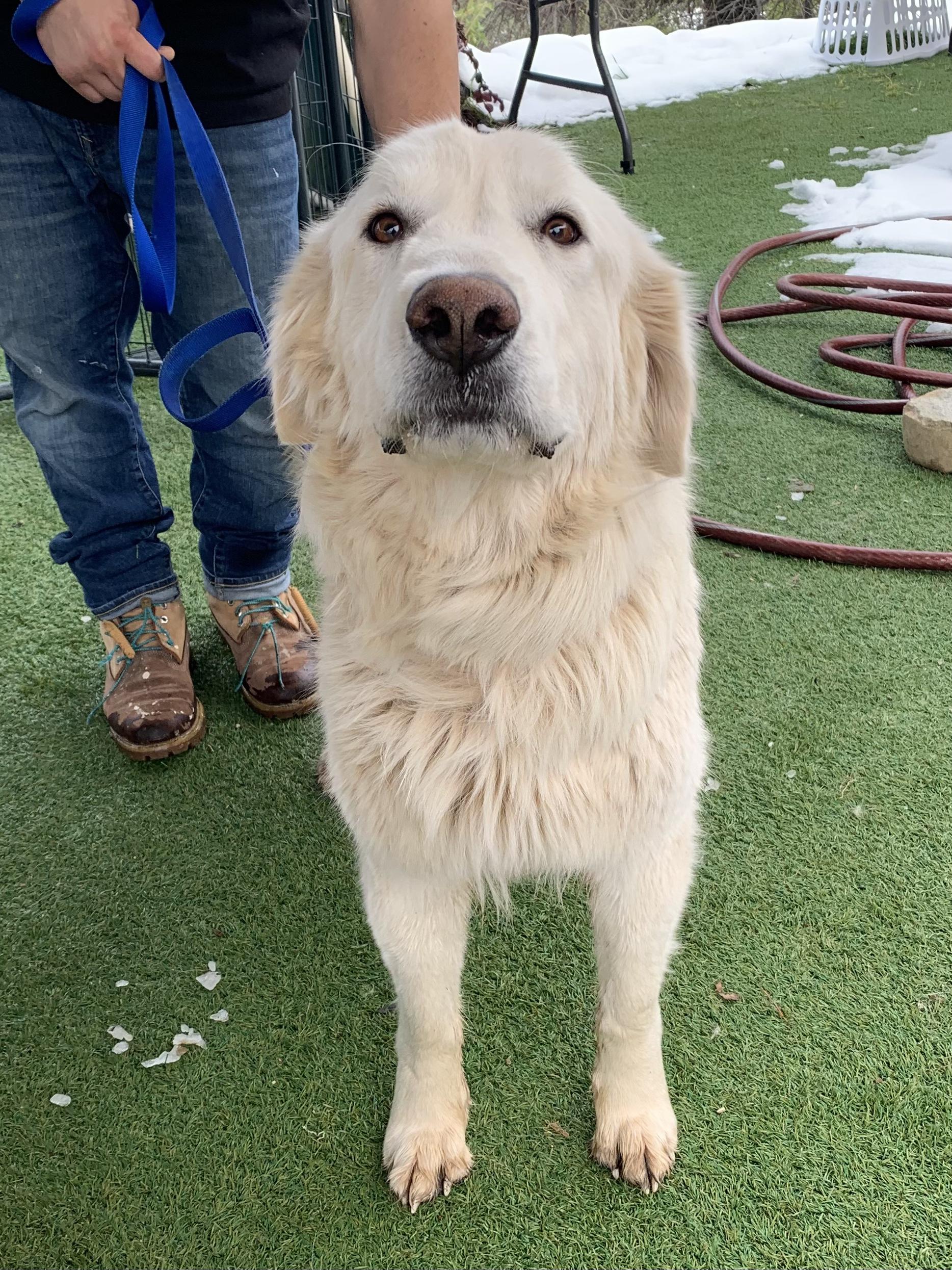 Enlarge Tumbleweed, an adopted Great Pyrenees in Grass Valley, CA image 3/4