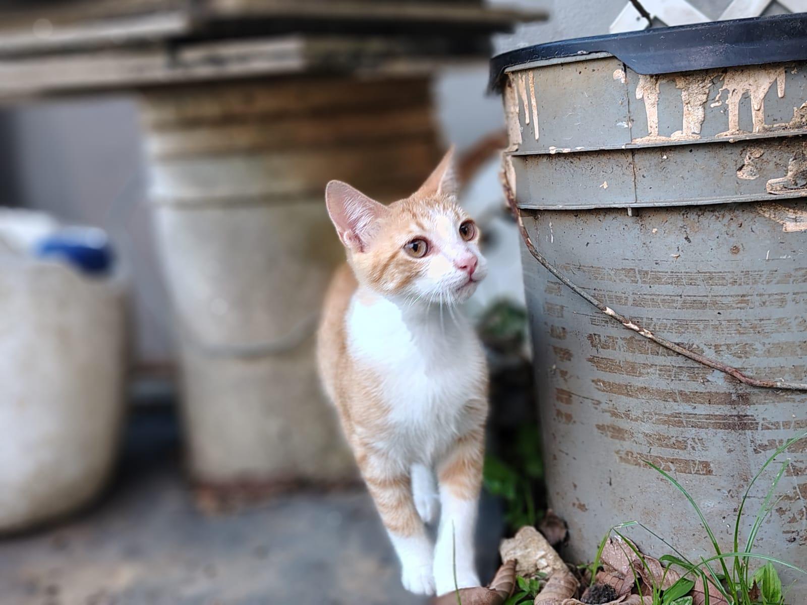 Enlarge Atilles, an adopted Domestic Short Hair in Franklin, MA image 4/4
