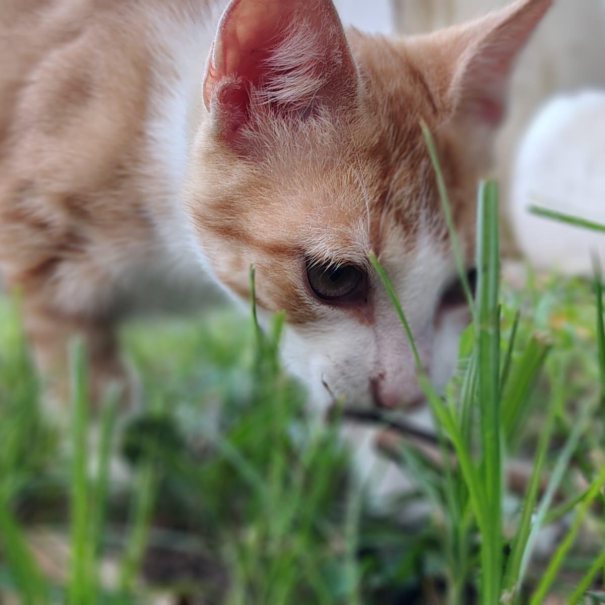 Enlarge Atilles, an adopted Domestic Short Hair in Franklin, MA image 1/4