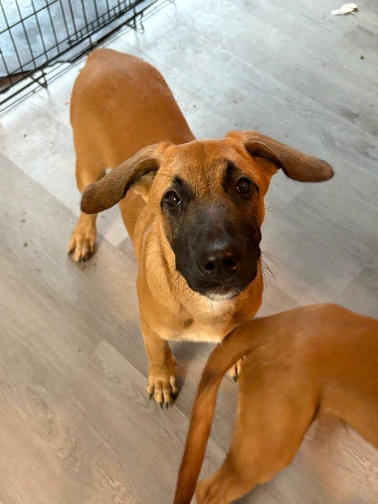 What breed is my rescue puppy?, image size:768x1024