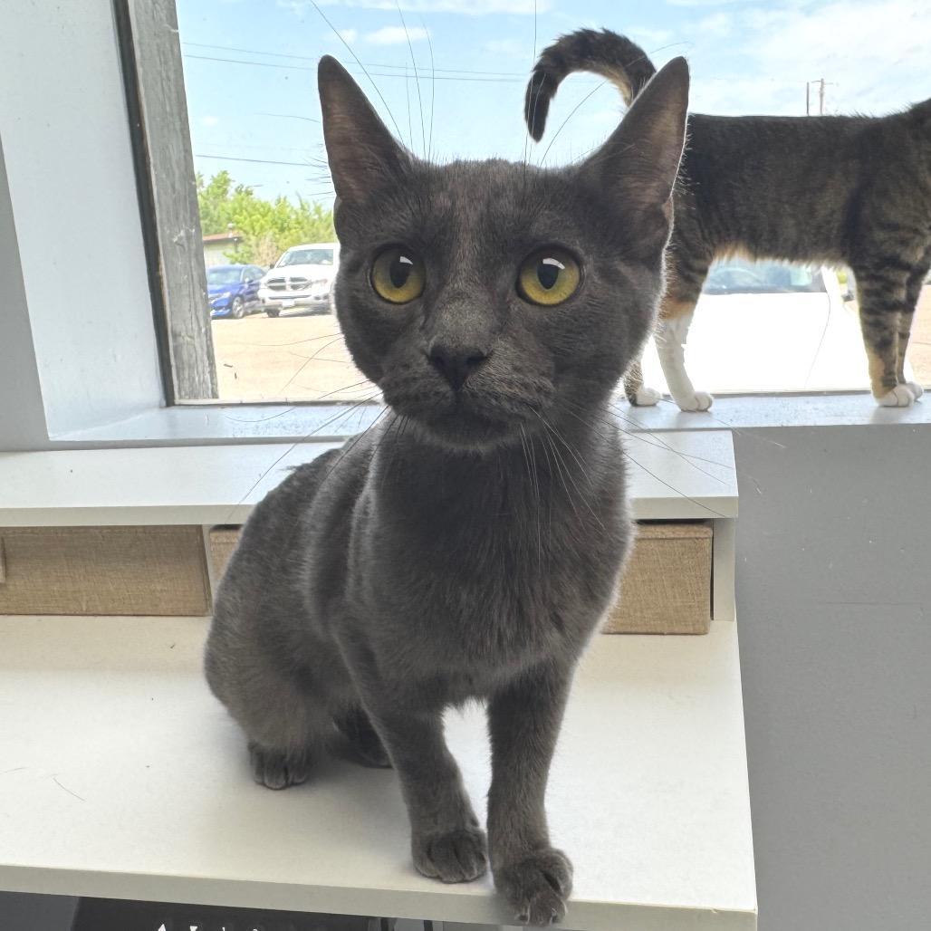 Bluebell, Adoptable, Young Female Domestic Short Hair.
