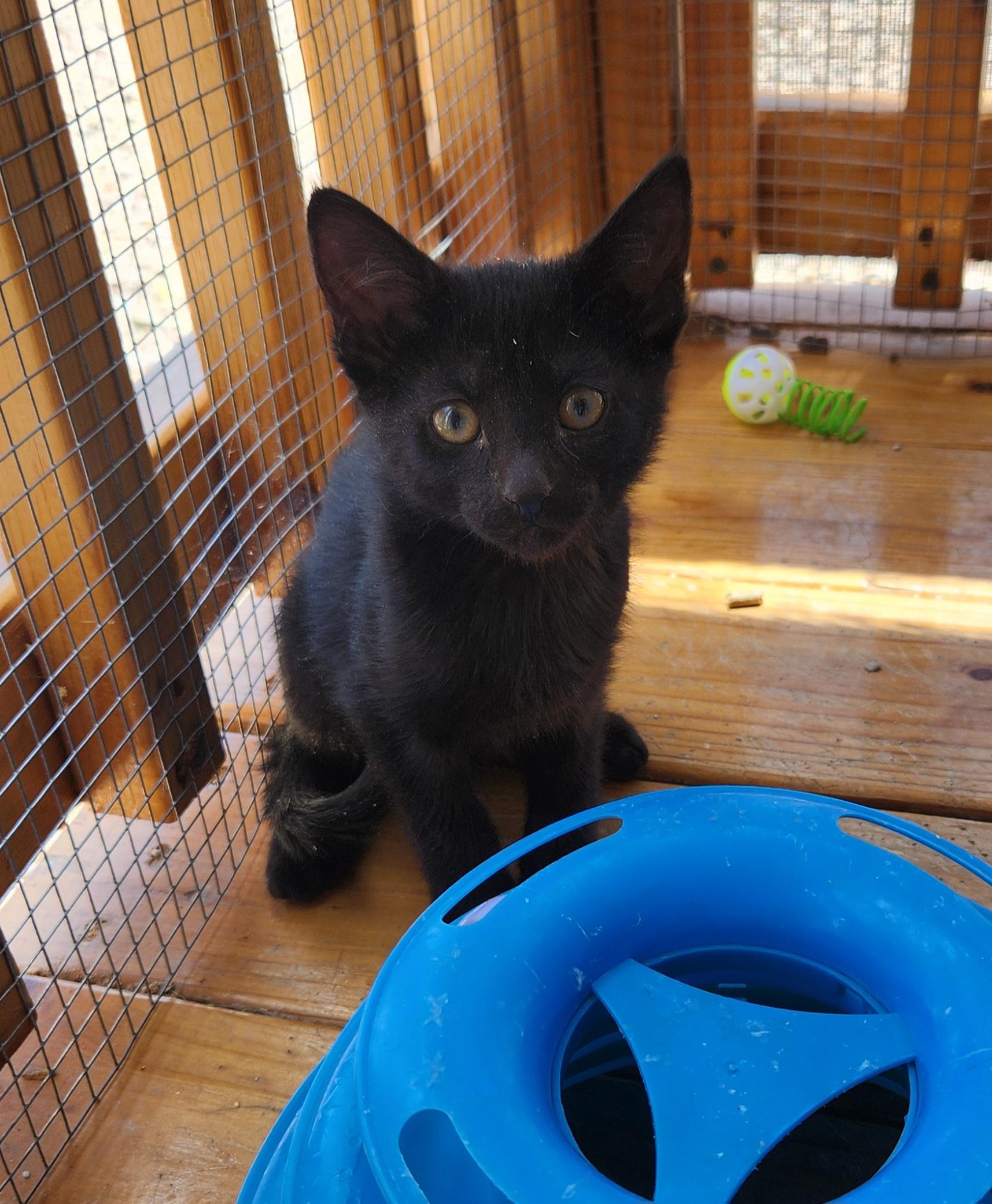 Alfred, a ADOPTABLE Domestic Short Hair in Yarnell, AZ image 1/2