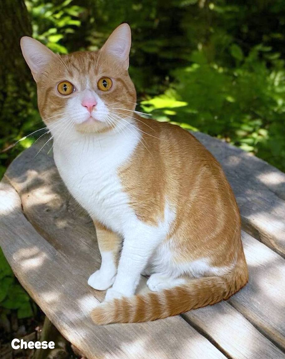 Enlarge CHEESE, a Adoptable American Shorthair in Sumter, SC image 1/2
