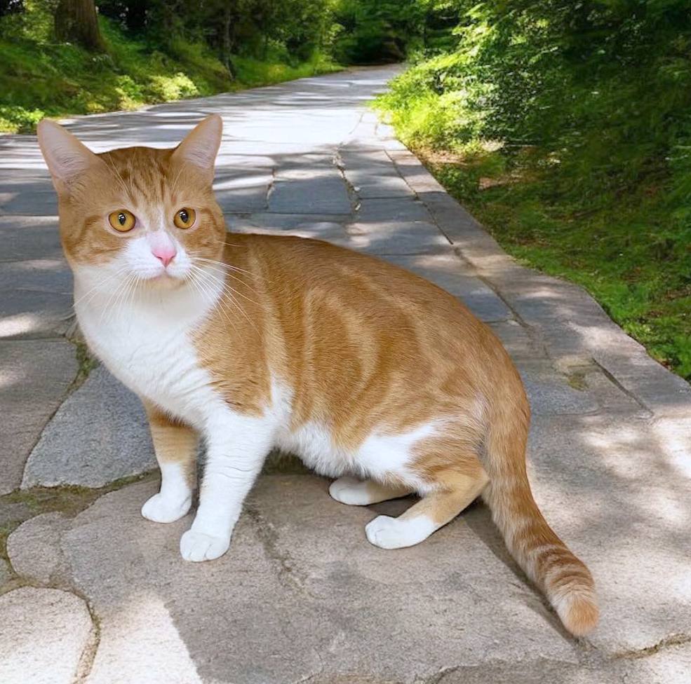 Enlarge CHEESE, a Adoptable American Shorthair in Sumter, SC image 2/2