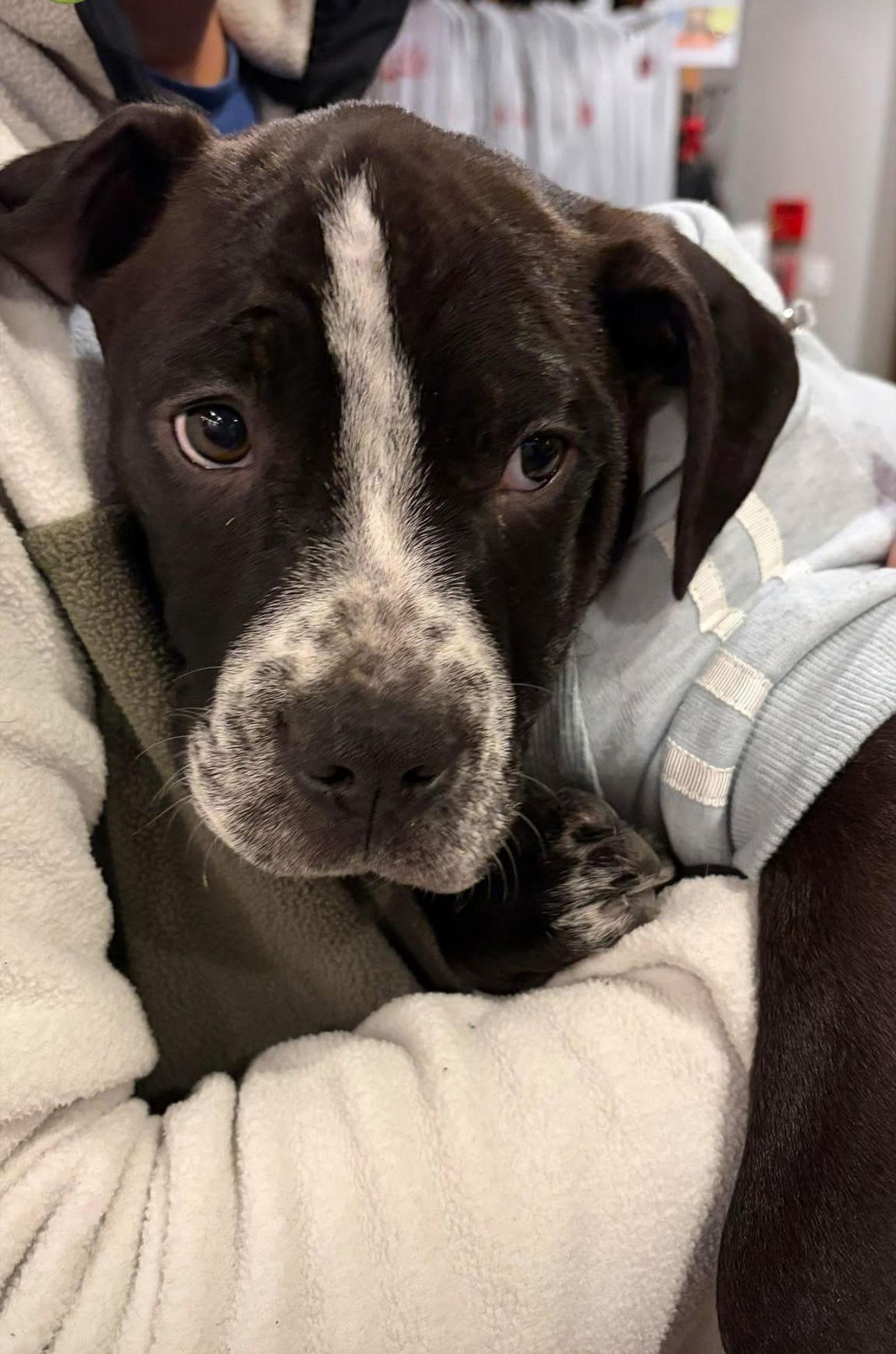 Rascal Flatts, Adopted, Young Male American Bulldog.
