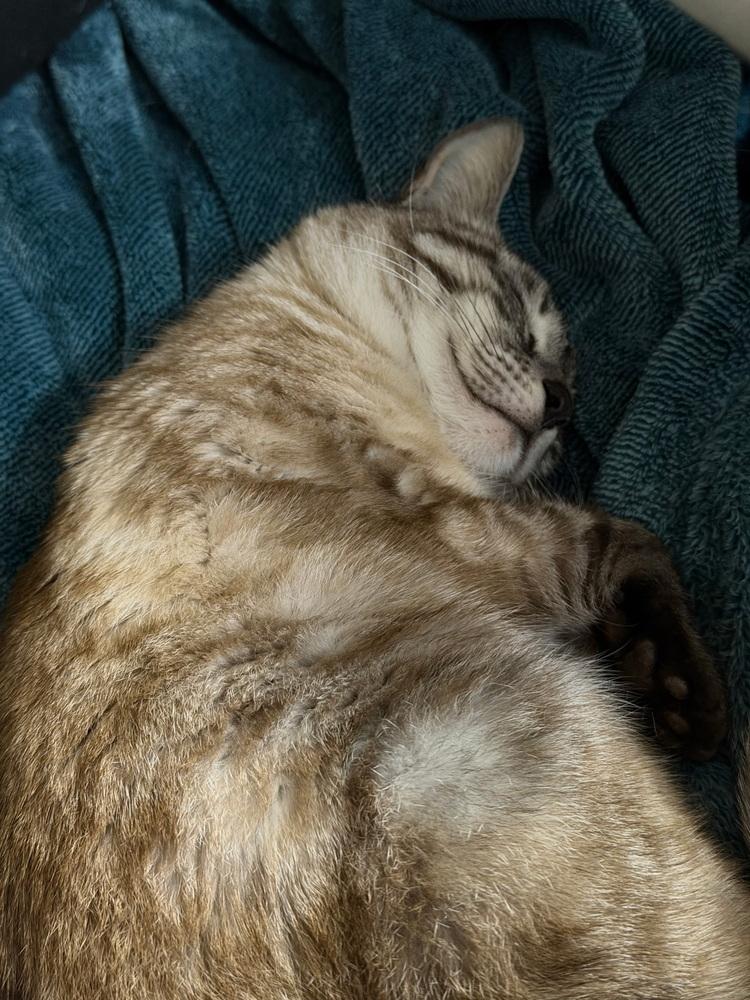 Paprika, Adoptable, Adult Female Domestic Short Hair.