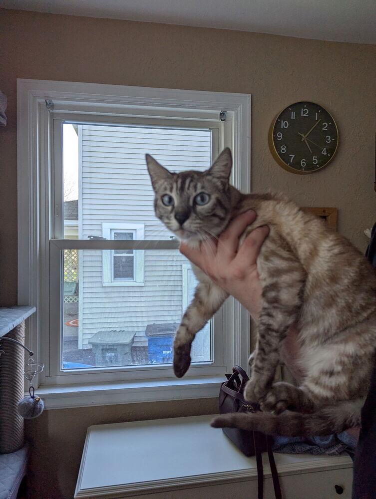 Paprika, a Adoptable Domestic Short Hair in Dayton, OH image 2/6