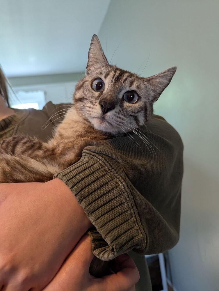 Paprika, a Adoptable Domestic Short Hair in Dayton, OH image 3/6