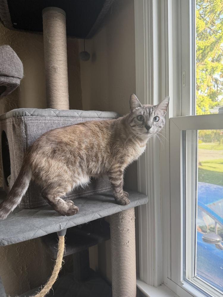 Paprika, a Adoptable Domestic Short Hair in Dayton, OH image 4/6