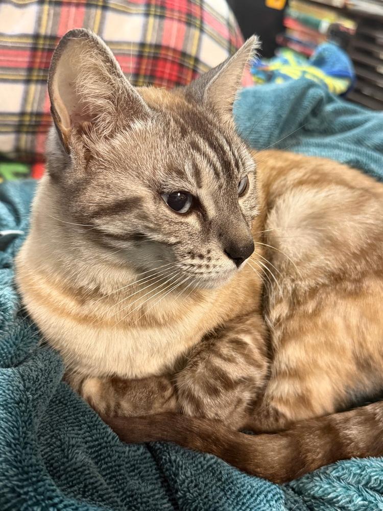 Enlarge Paprika, a Adoptable Domestic Short Hair in Dayton, OH image 2/3