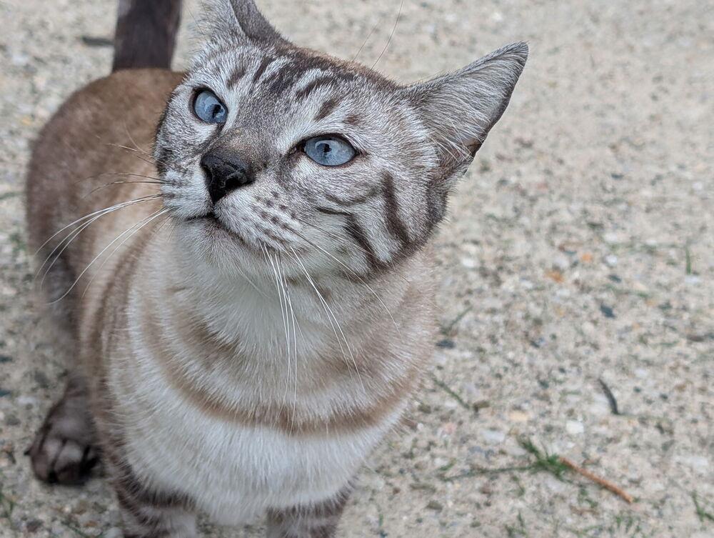 Enlarge Paprika, a Adoptable Domestic Short Hair in Dayton, OH image 3/3
