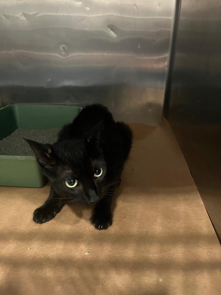 Mistyflip, Adoptable, Young Female Domestic Short Hair.