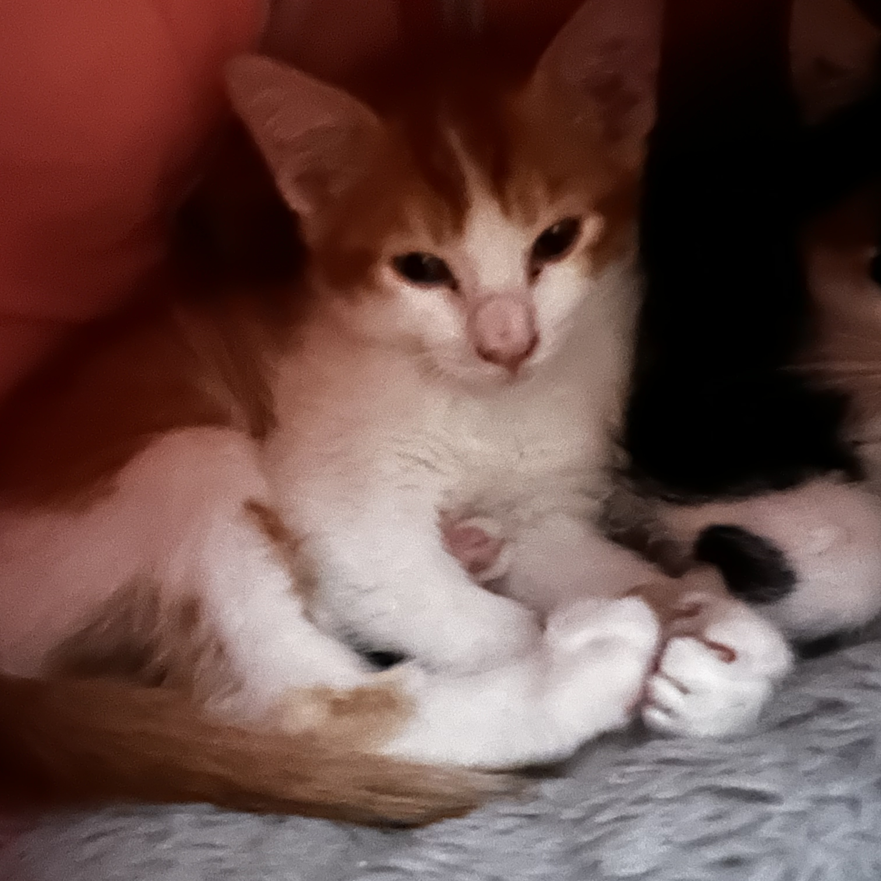 Sammy (pair bonded to Samosa), a Adopted Domestic Short Hair in Sacramento, CA image 2/5