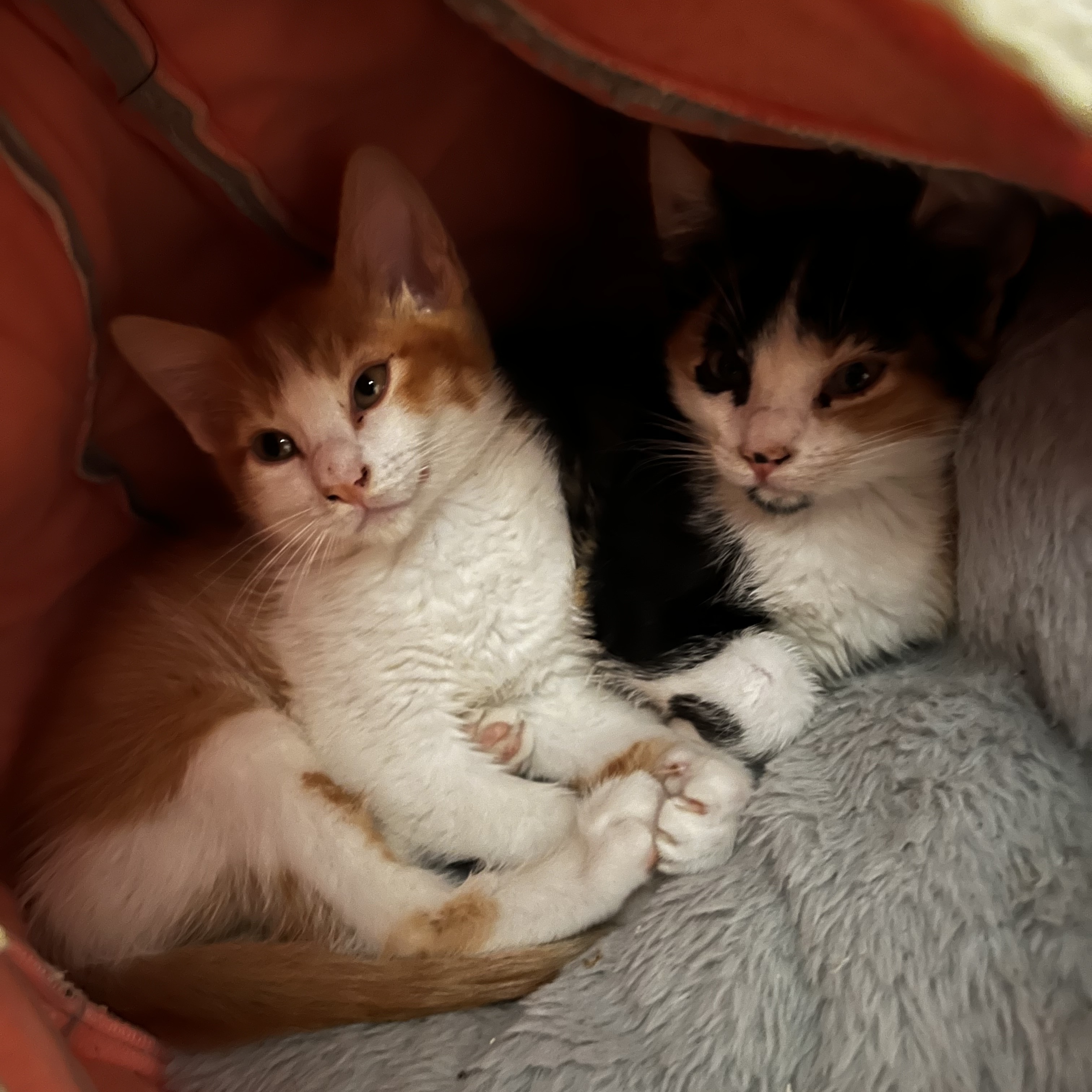 Sammy (pair bonded to Samosa), a Adopted Domestic Short Hair in Sacramento, CA image 3/5