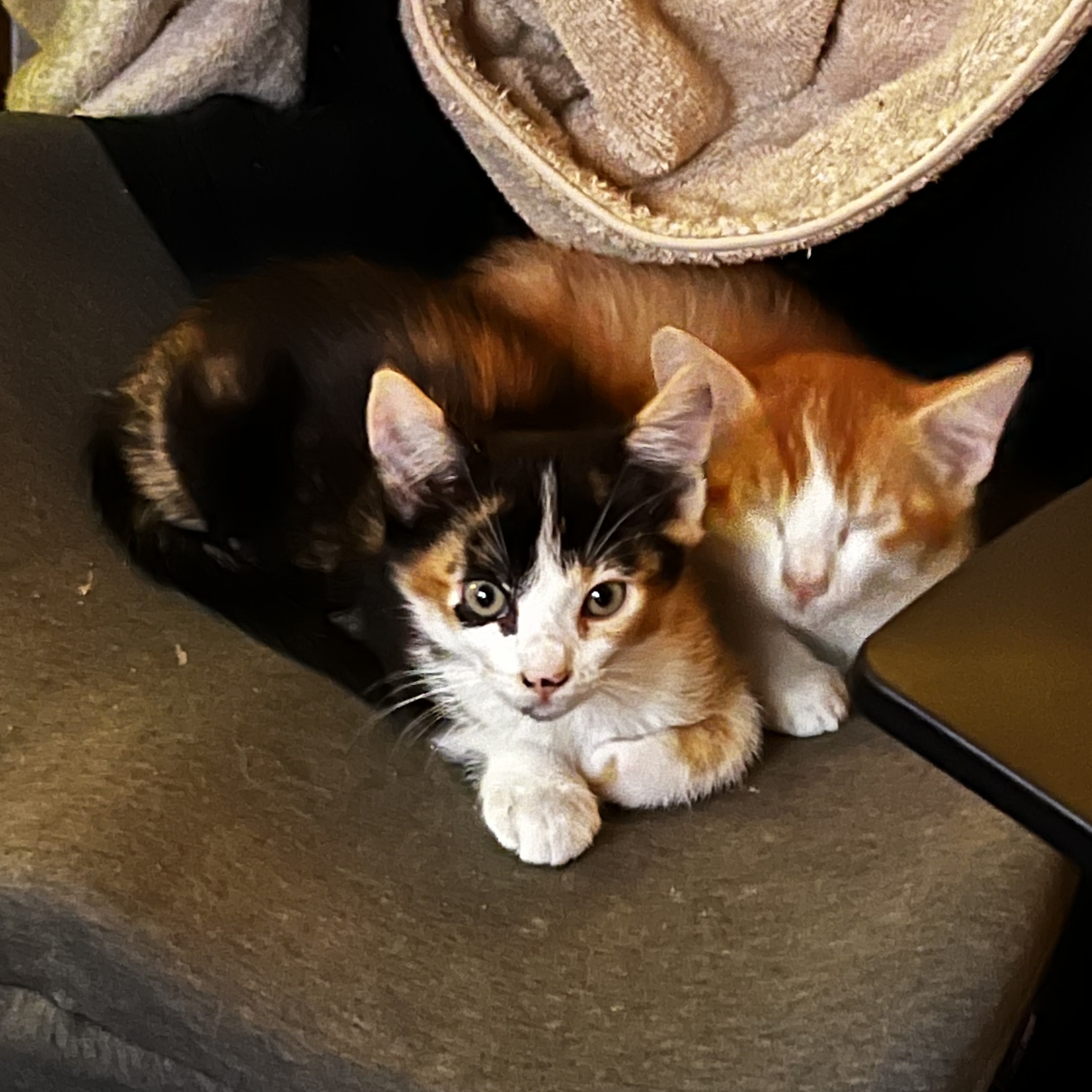 Sammy (pair bonded to Samosa), a Adopted Domestic Short Hair in Sacramento, CA image 4/5