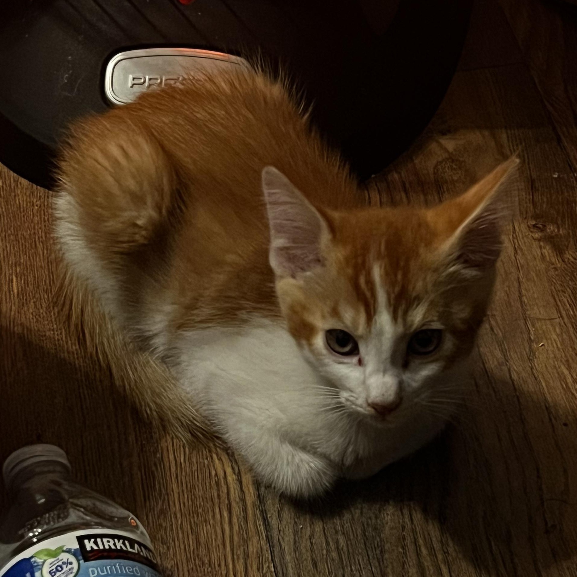 Sammy (pair bonded to Samosa), a Adopted Domestic Short Hair in Sacramento, CA image 1/5