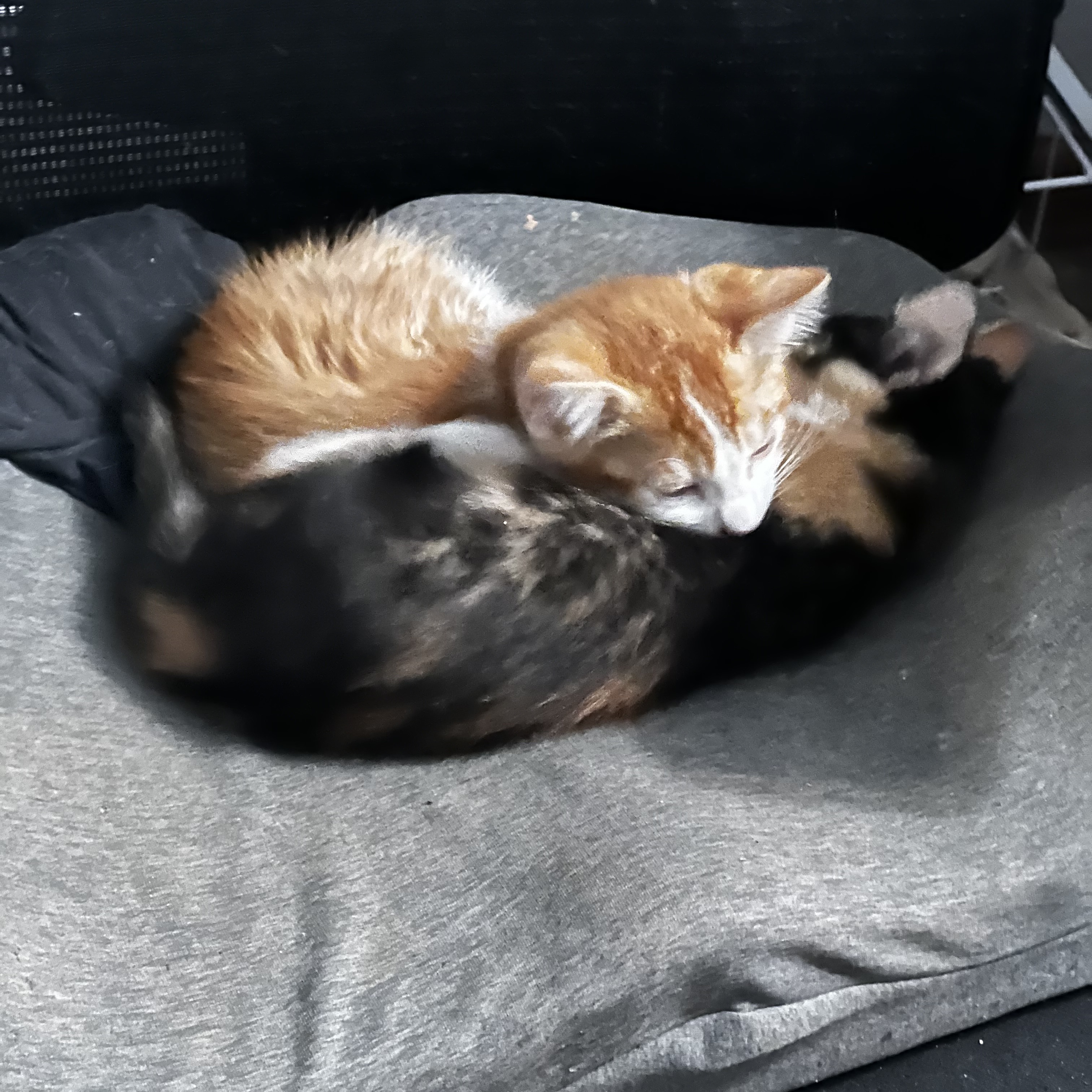 Sammy (pair bonded to Samosa), a Adopted Domestic Short Hair in Sacramento, CA image 5/5