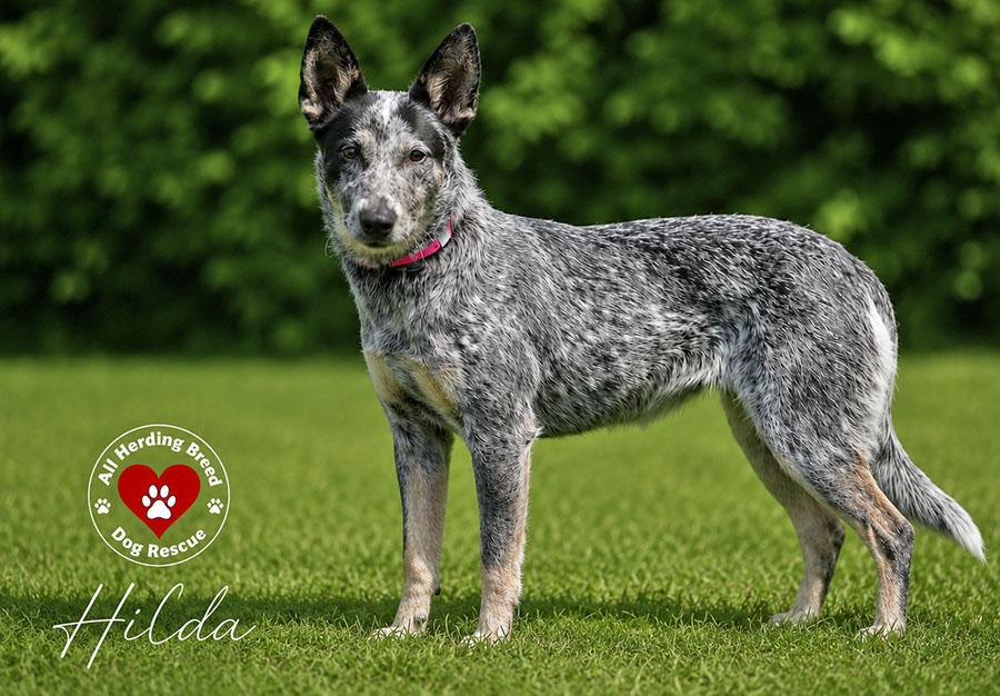 Hilda, ADOPTABLE, Young Female Cattle Dog.