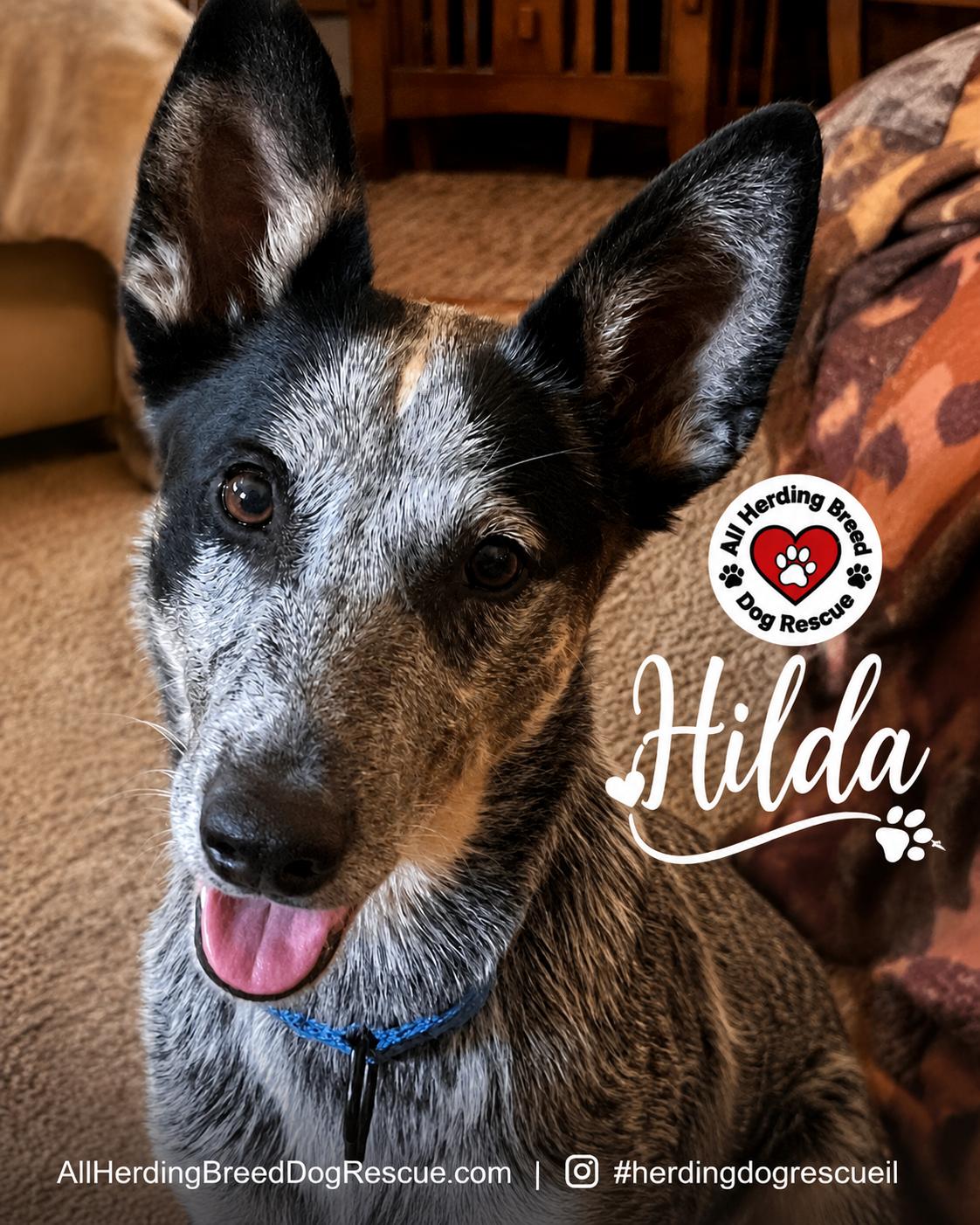 Hilda, a ADOPTABLE Cattle Dog in Joliet, IL image 1/6