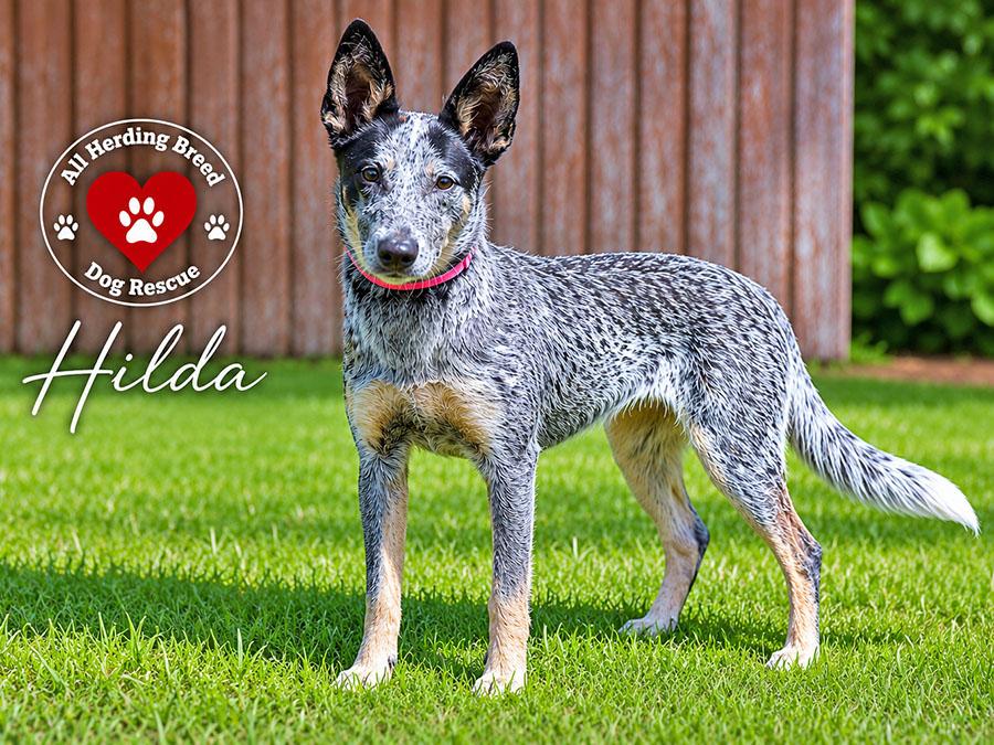 Enlarge Hilda, a ADOPTABLE Cattle Dog in Joliet, IL image 6/6