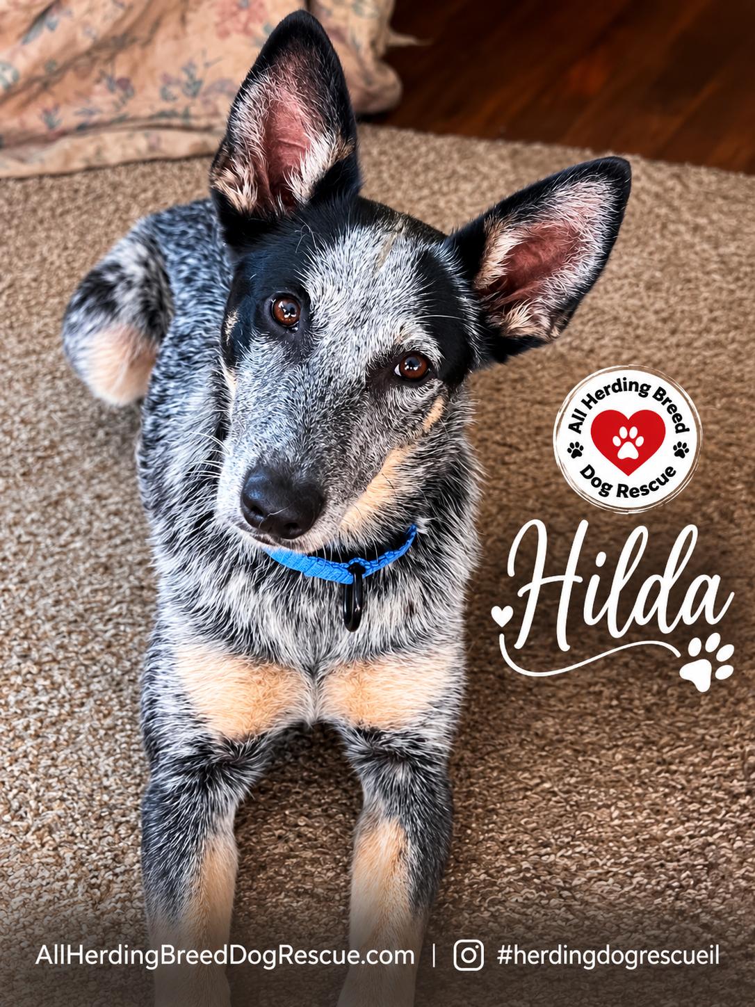 Hilda, a ADOPTABLE Cattle Dog in Joliet, IL image 3/6