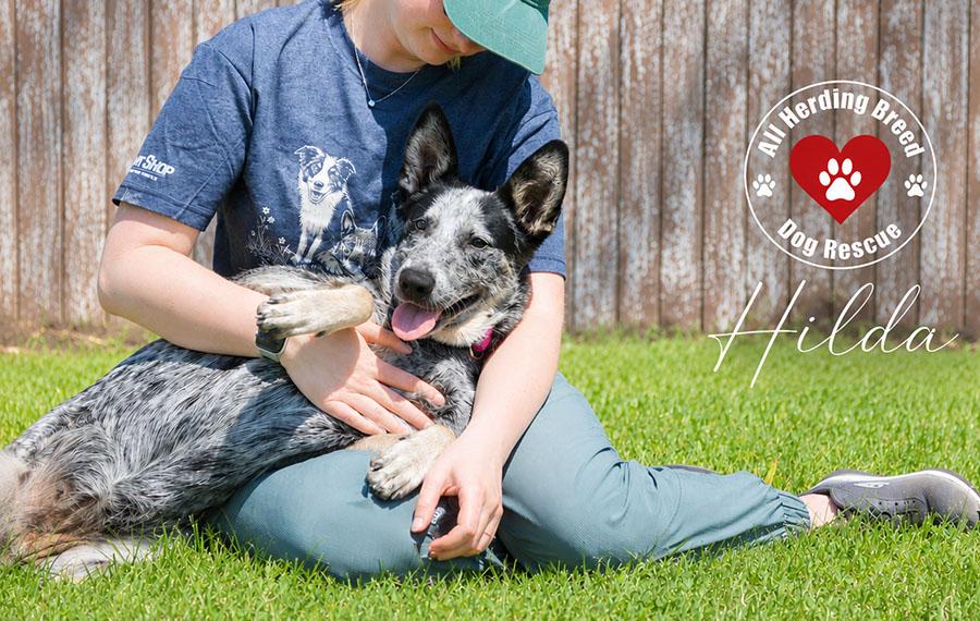 Enlarge Hilda, a ADOPTABLE Cattle Dog in Joliet, IL image 2/6