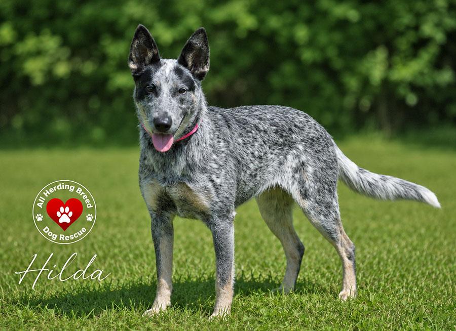Enlarge Hilda, a ADOPTABLE Cattle Dog in Joliet, IL image 5/6