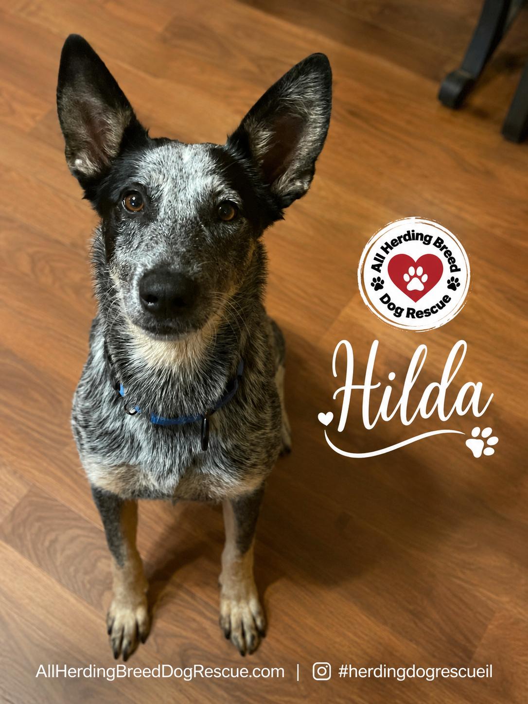 Hilda, a ADOPTABLE Cattle Dog in Joliet, IL image 2/6