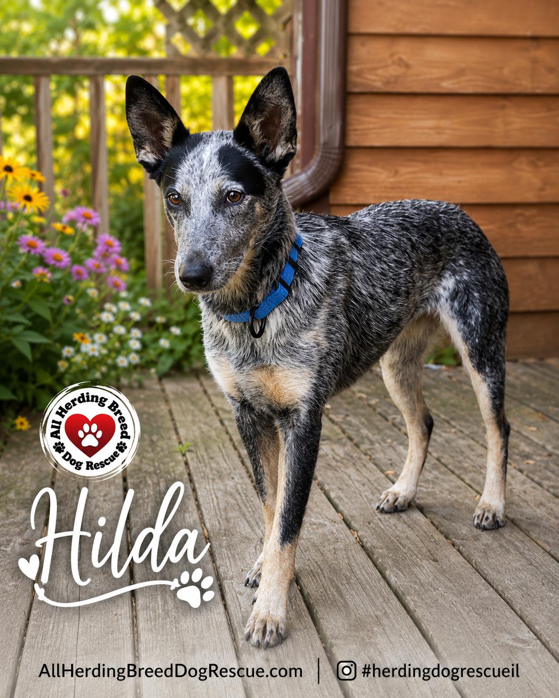 Hilda, a ADOPTABLE Cattle Dog in Joliet, IL image 5/6