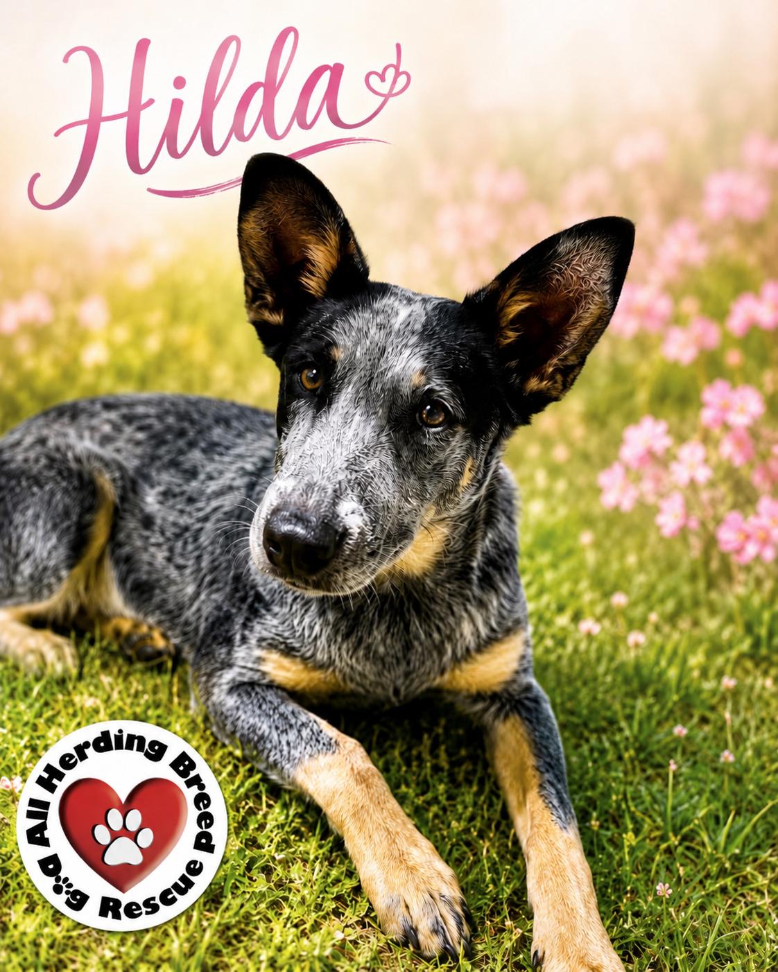 Enlarge Hilda, a ADOPTABLE Cattle Dog in Joliet, IL image 3/6
