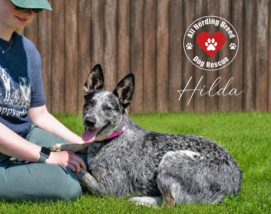 Enlarge Hilda, a ADOPTABLE Cattle Dog in Joliet, IL image 4/6