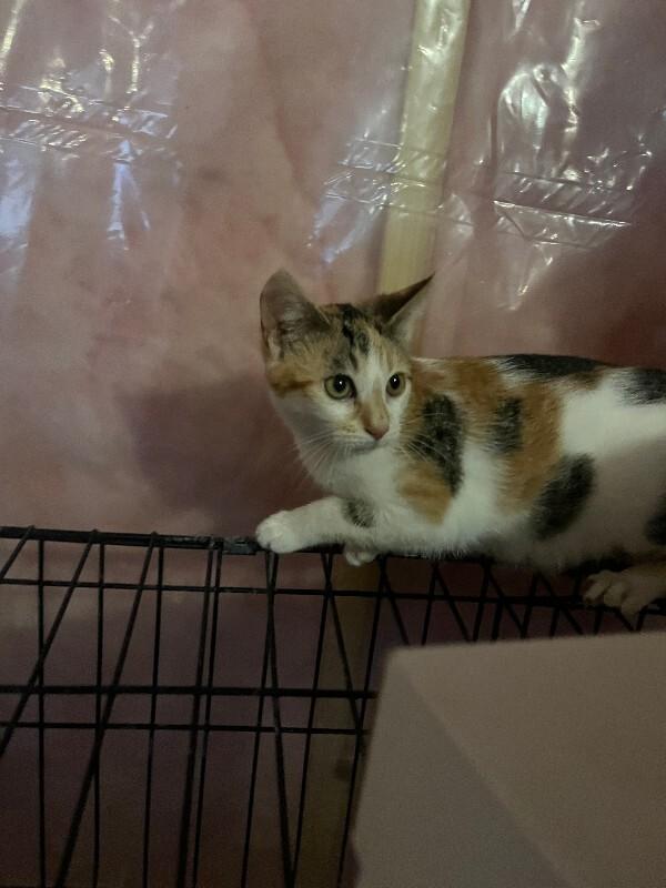 Enlarge Unknown, a Adoptable Domestic Short Hair in Burgaw, NC image 1/1