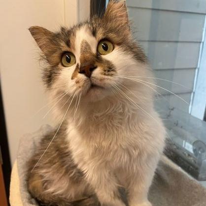 Enlarge Flurrious George, an adopted Domestic Medium Hair in Rochester, MN image 2/2