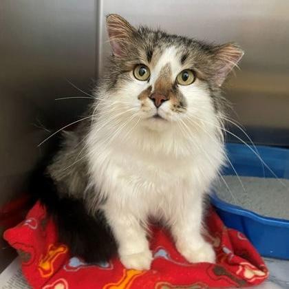 Enlarge Flurrious George, an adopted Domestic Medium Hair in Rochester, MN image 1/2