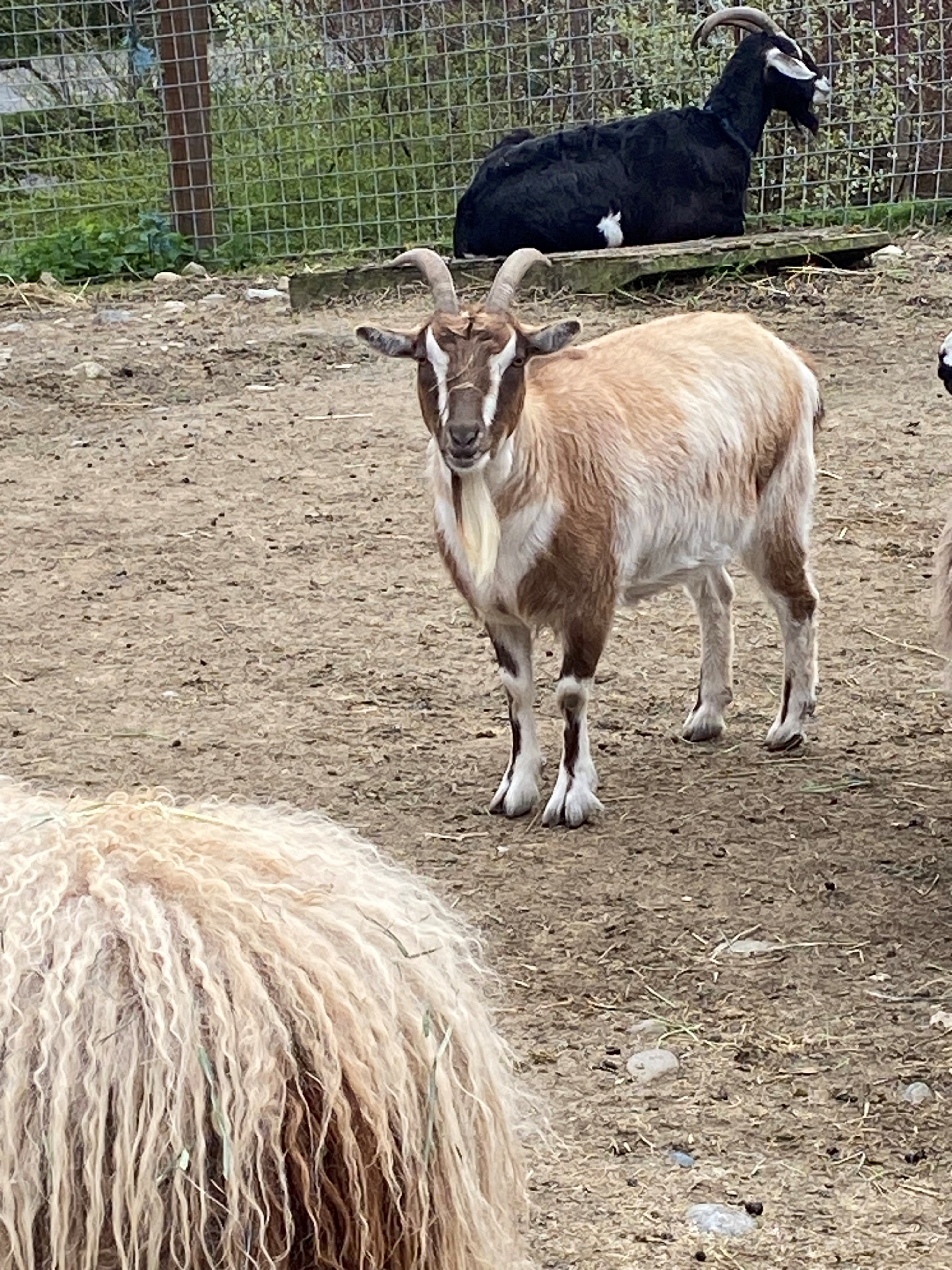 Turnip, Young Female unknown