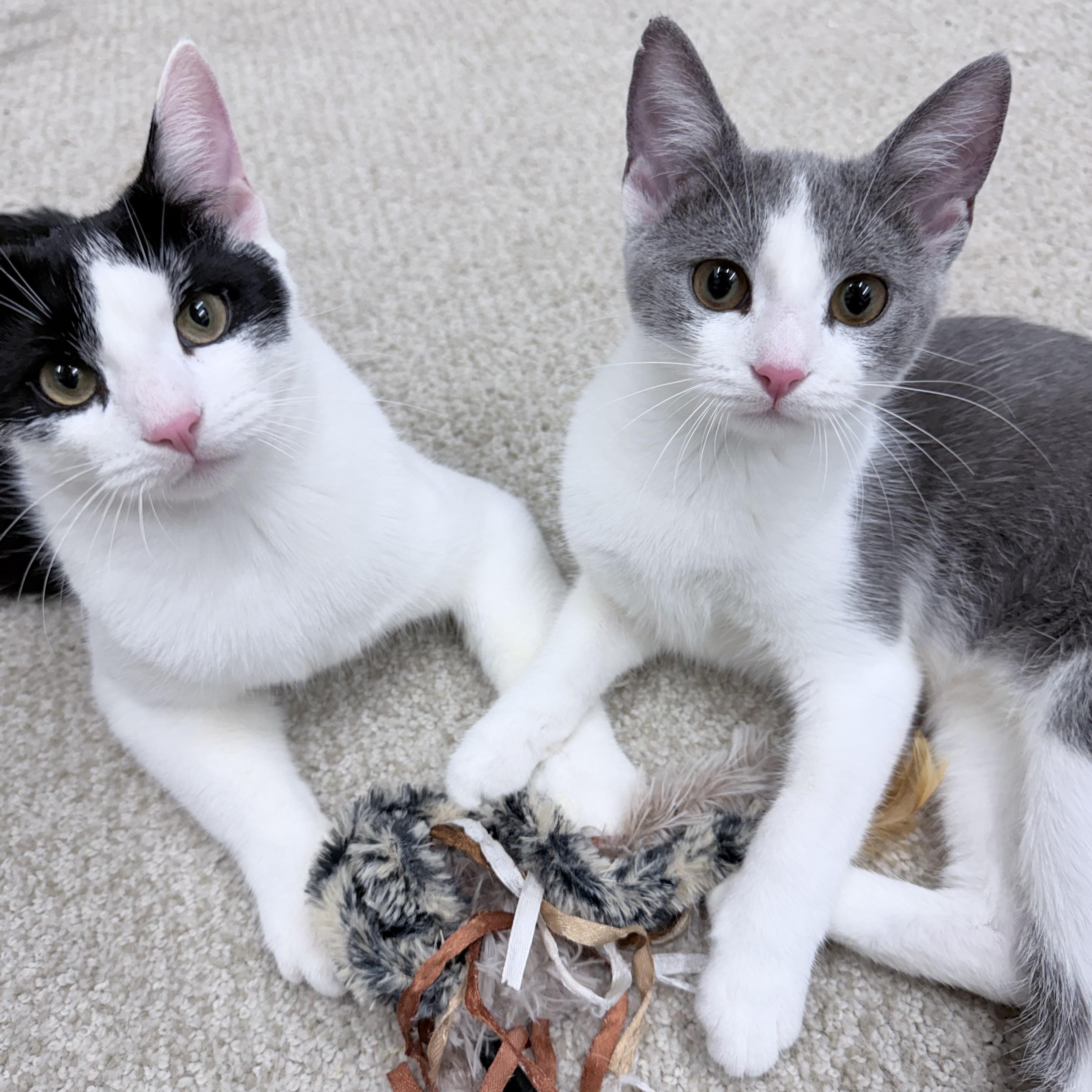 Enlarge Carlos & Durka, an adopted American Shorthair in Philadelphia, PA image 1/6